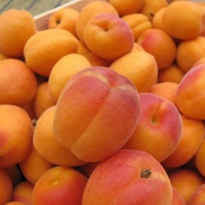 Абрикос Снежинский