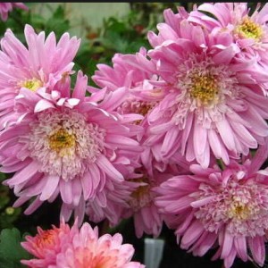 Хризантема Метеорит