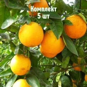 Комплект 5шт / Апельсин Гамлин