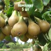 Саженцы Груши Дагестанская летняя - 5 шт.: фото и описание