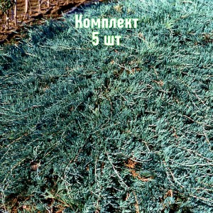 Комплект 5шт / Можжевельник казацкий Глаука