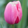 Луковицы Тюльпана Криспа Пинк (Crispa Pink) - 5 шт.: фото и описание