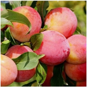 Слива Болховчанка